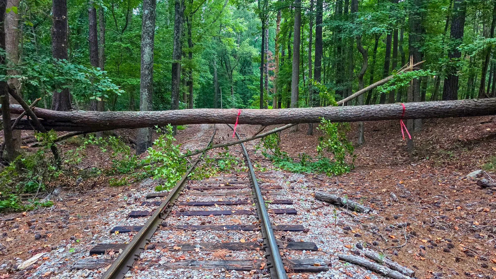 A pine trunk lying across the railroad tracks near the carving, red flagging tape tied around it, the rails running under the branches