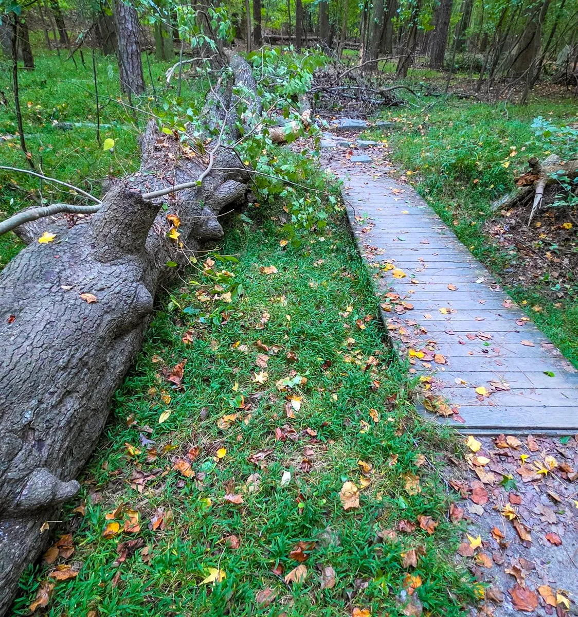 A large fallen trunk lying along the left side of a wooden boardwalk, its leafy crown and branches piled across the path ahead, green grass and scattered fall leaves beneath