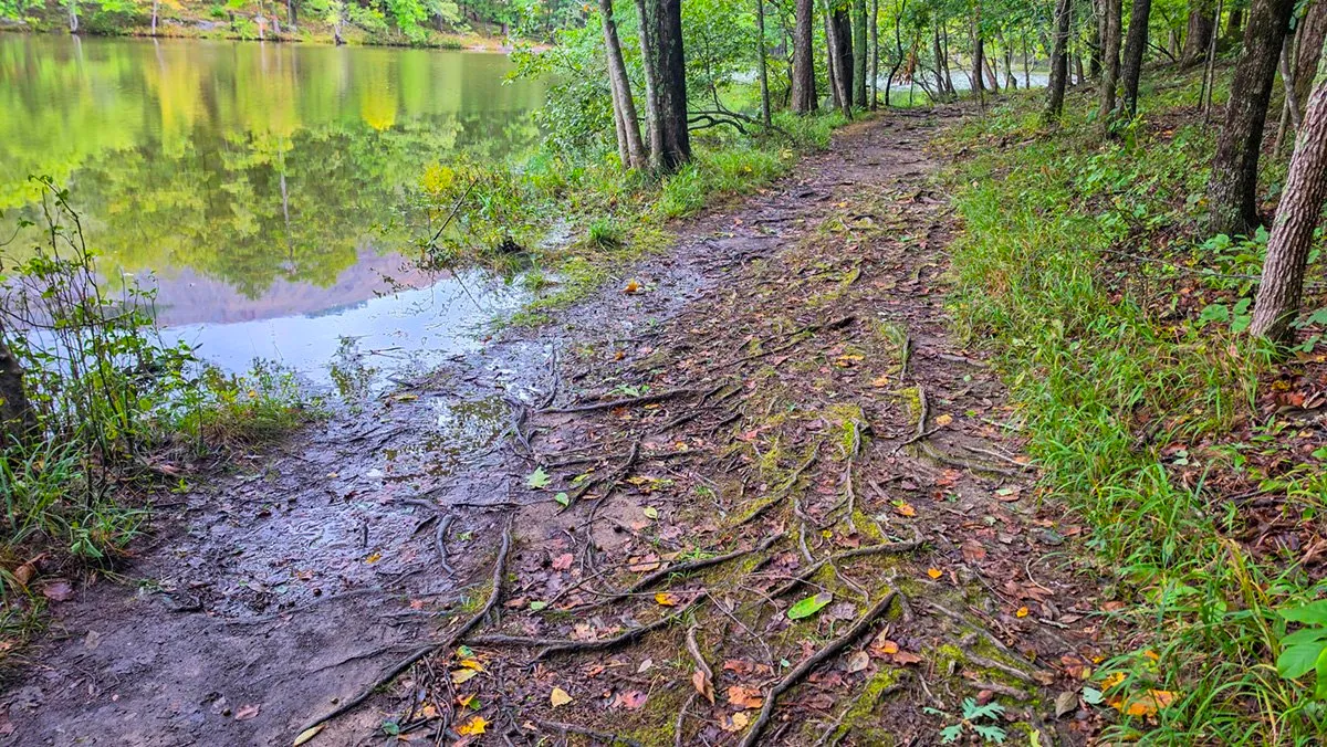 A rooty dirt path along the lake, wet and muddy, with water pooled over its edge where it meets the shore and green trees reflected in the still water.