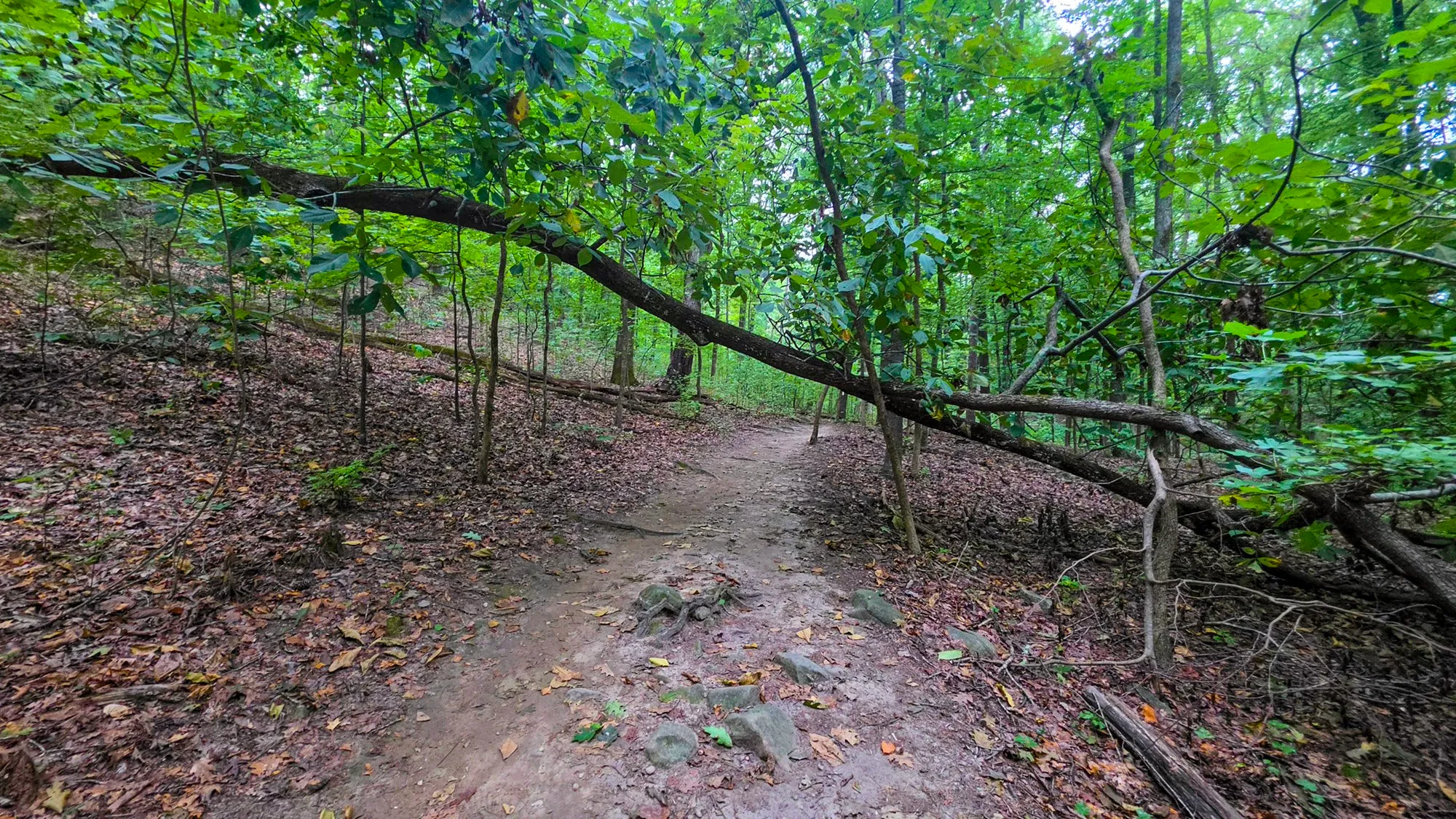A fallen tree leaning across the trail west of the carving, its trunk a low crooked arch the path passes under, green leaves still on it