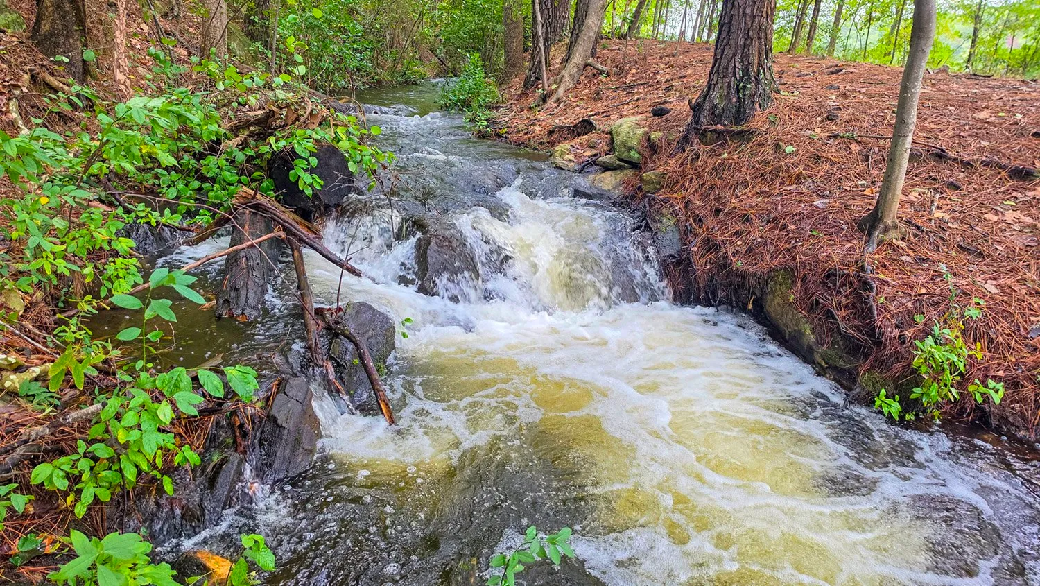 A stream running high and foaming over dark rocks between banks of pine needles, branches fallen across it on the left.