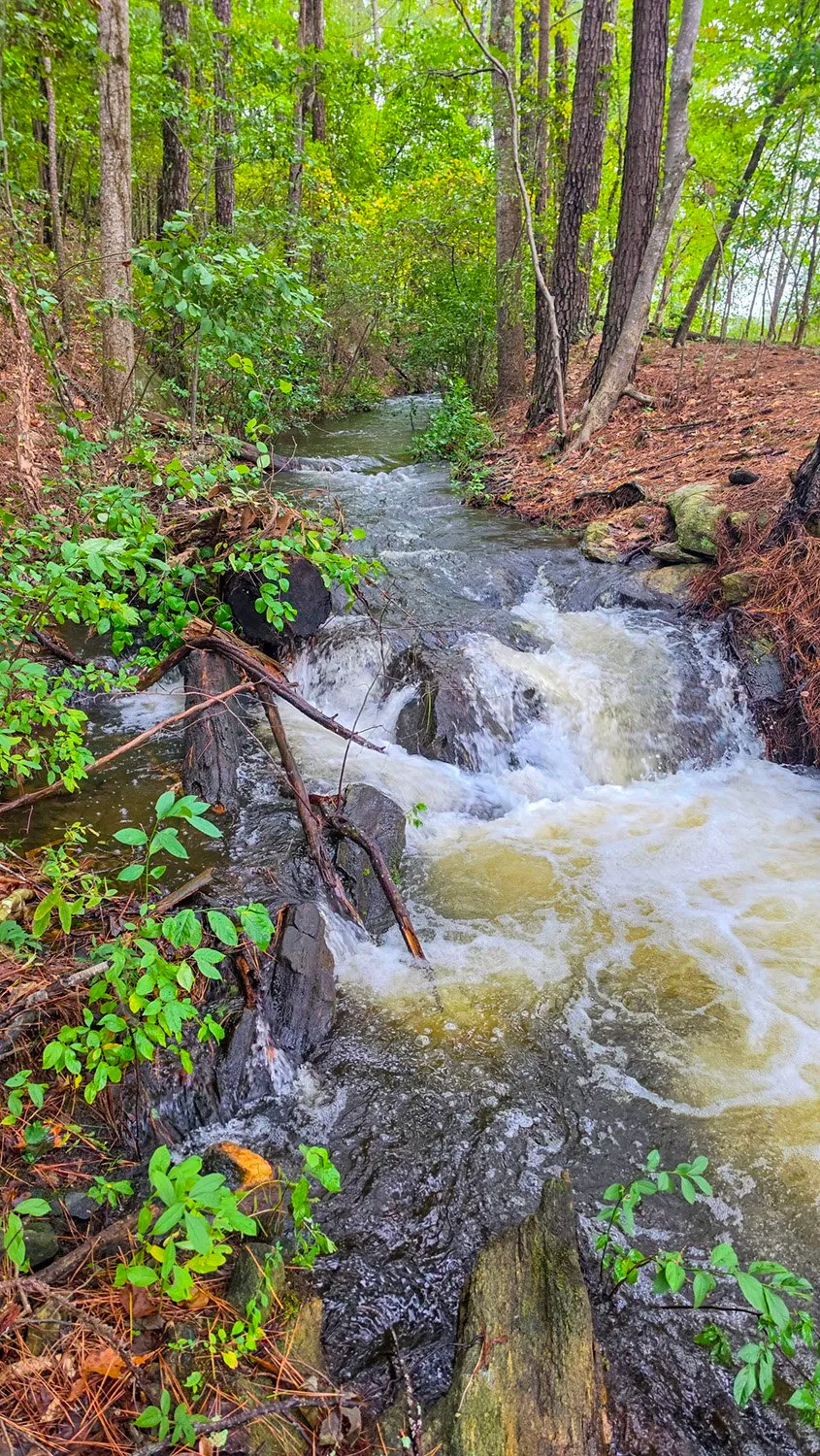 Looking up the same stream, white and tan water tumbling over rocks and fallen branches and back into green woods.